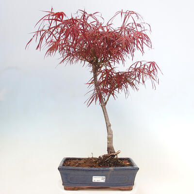 Bonsai im Freien - Acer palmatum RED PYGMY - 1