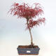 Bonsai im Freien - Acer palmatum RED PYGMY - 1/5