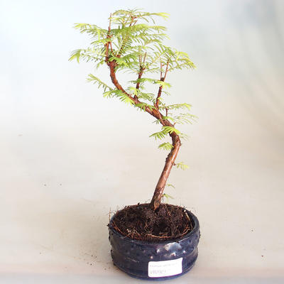 Bonsai im Freien - Metasequoia glyptostroboides - Chinesische Metasequoia VB2020-810 - 1