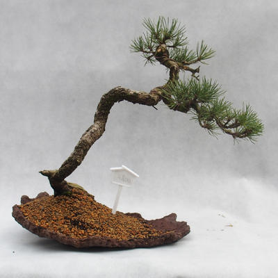 Außen Bonsai -Borovice Moor - Pinus uncinata - 1