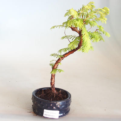Bonsai im Freien - Metasequoia glyptostroboides - Chinesische Metasequoia VB2020-813 - 1