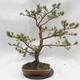 Outdoor-Bonsai Wald -Borovice - Pinus sylvestris - 1/6