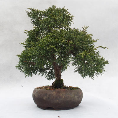 Outdoor-Bonsai - Chinesische Wacholder - Juniperus chinensis - 1