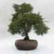 Outdoor-Bonsai - Chinesische Wacholder - Juniperus chinensis - 1/6