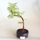 Bonsai im Freien - Metasequoia glyptostroboides - Chinesische Metasequoia VB2020-814 - 1/3