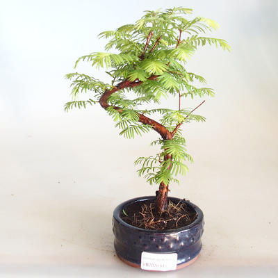 Bonsai im Freien - Metasequoia glyptostroboides - Chinesische Metasequoia VB2020-815 - 1