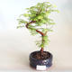 Bonsai im Freien - Metasequoia glyptostroboides - Chinesische Metasequoia VB2020-815 - 1/3