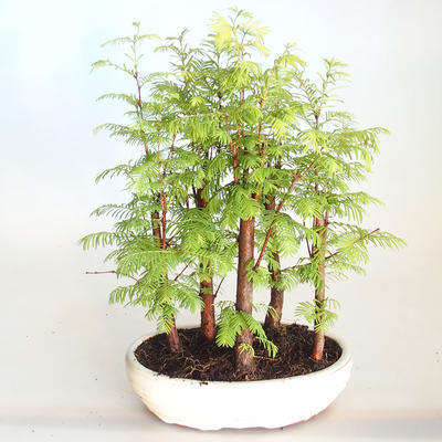 Outdoor Bonsai-GLOSSY - Metasequoia glyptostroboides - Chinesische Metasequoia VB2020-816 - 1