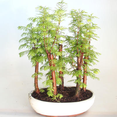 Outdoor Bonsai-GLOSSY - Metasequoia glyptostroboides - Chinesische Metasequoia VB2020-817 - 1