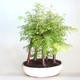Outdoor Bonsai-GLOSSY - Metasequoia glyptostroboides - Chinesische Metasequoia VB2020-818 - 1/3