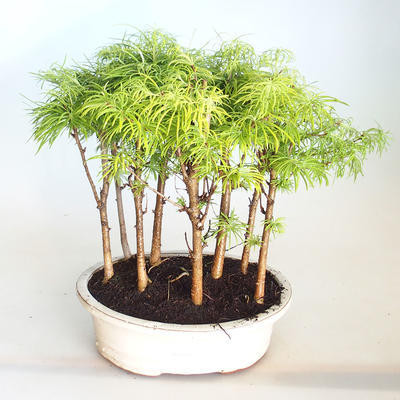 Outdoor Bonsai-GLOSSY - Metasequoia glyptostroboides - Chinesische Metasequoia VB2020-823 - 1