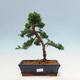 Bonsai im Freien - Juniperus chinensis Kishu-Chinesischer Wacholder - 1/4