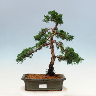 Bonsai im Freien - Juniperus chinensis Kishu-Chinesischer Wacholder - 1