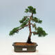 Bonsai im Freien - Juniperus chinensis Kishu-Chinesischer Wacholder - 1/4