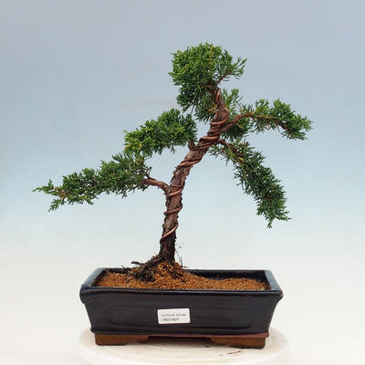 Bonsai im Freien - Juniperus chinensis Kishu-Chinesischer Wacholder - 1