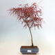 Bonsai im Freien - Acer palmatum RED PYGMY - 1/2