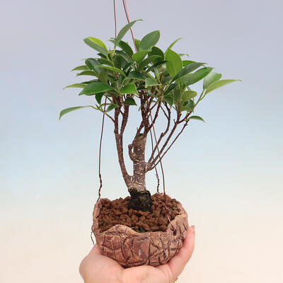 Kokedama aus Keramik - Kleinblättriger Ficus - Ficus kimmen - 1