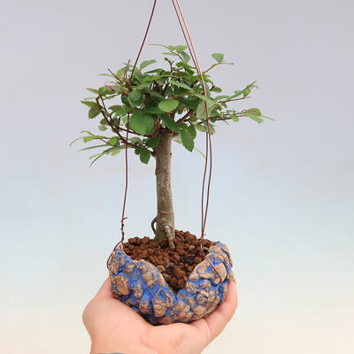 Kokedama aus Keramik – Ulmus parvifolia – kleinblättrige Ulme - 1