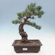 Bonsai im Freien - Pinus parviflora - kleinblütige Kiefer - 1/4