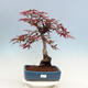 Bonsai im Freien - Acer palmatum Atropurpureum - Roter Palmahorn - 1/5