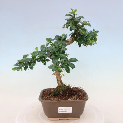 Zimmer-Bonsai - Carmona macrophylla - Tea fuki - 1