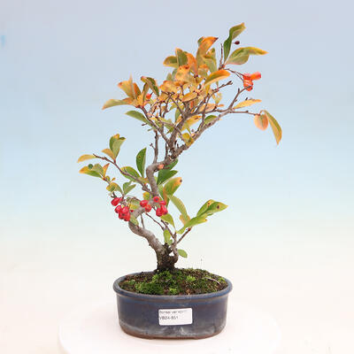 Bonsai im Freien - Pourthiaea villosa - Haariger Blitz - 1