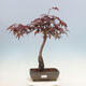 Bonsai im Freien - Acer palmatum Atropurpureum - Roter Palmahorn - 1/4