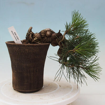 Bonsai im Freien - Pinus thunbergii - Thunbergia-Kiefer - 1