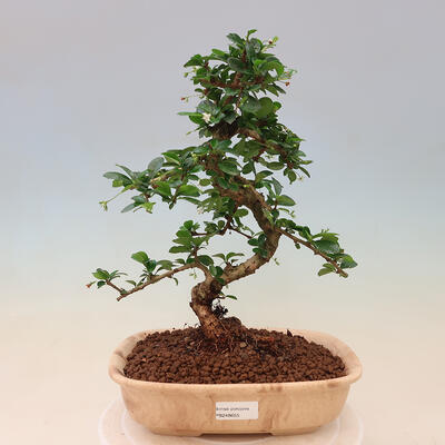 Indoor-Bonsai - Carmona macrophylla - Fuki-Tee - 1