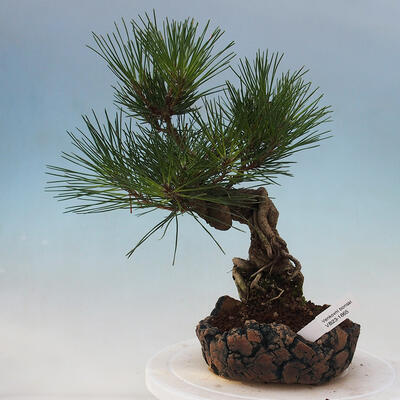 Bonsai im Freien - Pinus thunbergii - Thunbergia-Kiefer - 1