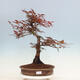 Bonsai im Freien - Acer palmatum Atropurpureum - Roter Palmahorn - 1/5