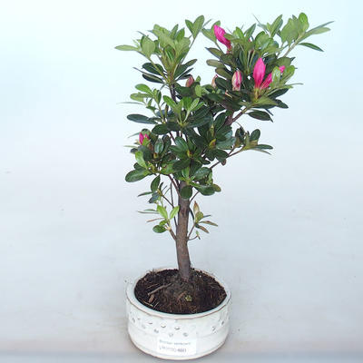 Bonsai im Freien - Rhododendron sp. - Rosa Azalee - 1