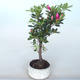 Bonsai im Freien - Rhododendron sp. - Rosa Azalee - 1/3
