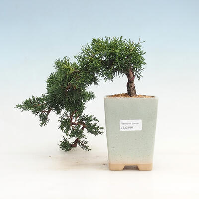 Outdoor-Bonsai - Juniperus chinensis - Chinesischer Wacholder