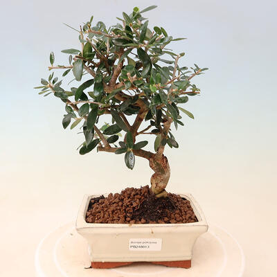 Zimmer Bonsai - Olea europaea sylvestris -Oliva Europäische drobnolistá - 1