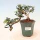 Indoor-Bonsai - Olea europaea sylvestris - Europäisches kleinblättriges Olivenöl - 1/5
