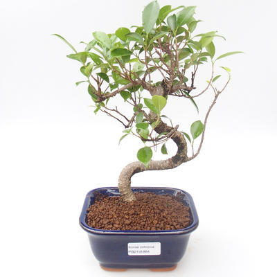 Innenbonsai - Ficus kimmen - kleiner Blattficus PB2191884
