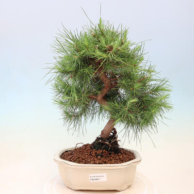 Zimmerbonsai-Pinus halepensis-Aleppo-Kiefer - 1