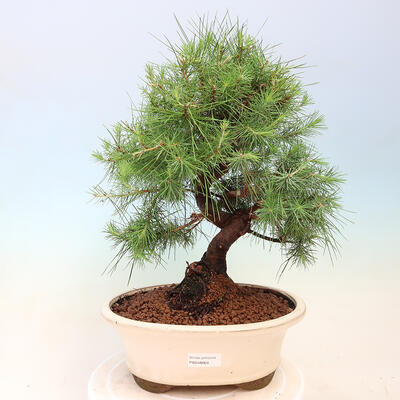 Zimmerbonsai-Pinus halepensis-Aleppo-Kiefer - 1