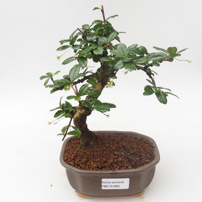 Innenbonsai - Carmona macrophylla - Tee fuki PB2191888 - 1