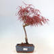 Bonsai im Freien - Acer palmatum RED PYGMY - 1/2