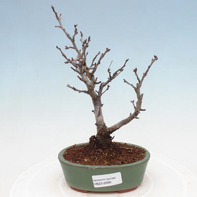 Bonsai im Freien - Photinia villosa - Photinia villosa - 1