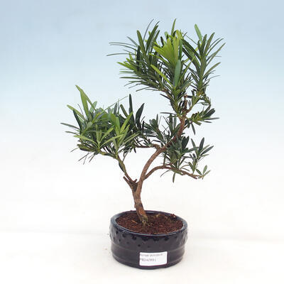 Bonsai im Freien Acer palmatum - Ahornpalme - 1