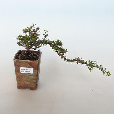 Outdoor Bonsai-Cotoneaster horizontalis-Rockrose - 1