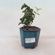 Bonsai im Freien Acer palmatum - Ahornpalme - 1/4