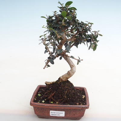 Indoor-Bonsai - Olea europaea sylvestris - Europäische kleinblättrige Olivenolive PB2201281 - 1