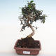 Indoor-Bonsai - Olea europaea sylvestris - Europäische kleinblättrige Olivenolive PB2201281 - 1/5