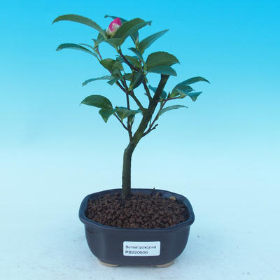 Zimmer-Bonsai Camellia Camellia-euphlebia - 1