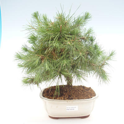 Indoor Bonsai-Pinus halepensis-Aleppo Kiefer PB2192038