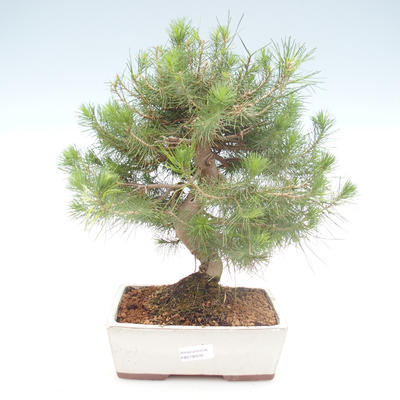 Indoor Bonsai-Pinus halepensis-Aleppo Kiefer PB2192039